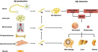 Revisit the Cellular Transmission and Emerging Techniques in Understanding the Mechanisms of Proteinopathies